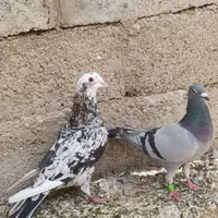 سرور و پلاکی|پرنده|برازجان, |دیوار