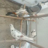 کفتر غریبگیری|پرنده|شهریار, رضی آباد بالا|دیوار