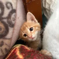 وگزاری گربه|گربه|قم, تعویض پلاک|دیوار