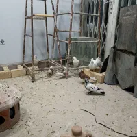 کفتر سالم|پرنده|قم, باجک دو|دیوار