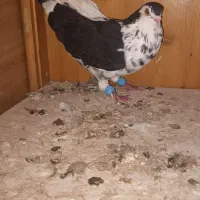 کبوتر چپ افشون