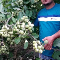 نهالستان گردو های پیوندی واصلاح شده پالیز