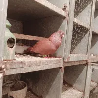 فروش جفت صرب سرخ عطیقه
