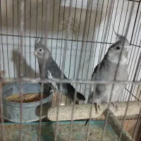 عروس هلندی وایت فیس|پرنده|قم, ناصردیوان|دیوار