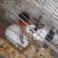 خرگوش پشمالو|موش و خرگوش|تربت‌حیدریه, ده پائین|دیوار