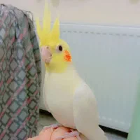 عروس هلندی مولد با سه جوجه|پرنده|هرسین, |دیوار