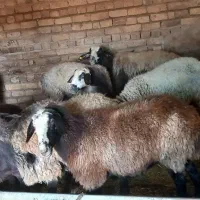 ۸راس میش جوان آبستن وبره دار|حیوانات مزرعه|تاکستان, |دیوار