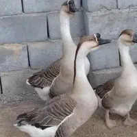 ۶ عدد غاز بفروش می‌رسد