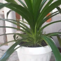 گل پاندانوس|گل و گیاه طبیعی|مشهد, ابوذر|دیوار