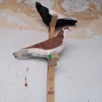 چند عدد کفتر قلدور زدخوردی