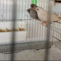 فنچ شارکول، انگلیسی