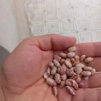 لوبیا چیتی تلاش