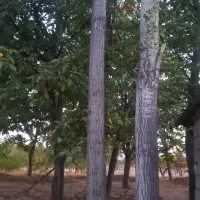 خریدارانواع چوب سپیدارچنار تیرسقفی گردو