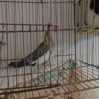 کامل سالم بدون هیچ مریضی