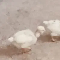 جوجه مرغ لاری ومحلی