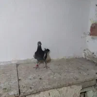 دوبر بالا