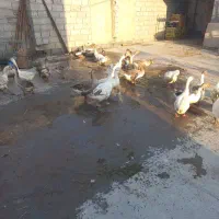 غاز محلی