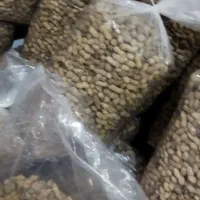 بادام زمینی مغان|خوردنی و آشامیدنی|ارومیه, |دیوار