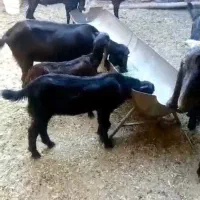 بز پاکستانی