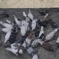 فوری|پرنده|رودان, |دیوار