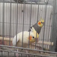 عروس هلندی جفت با جوجه و قفس