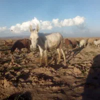 کره الاغ کره خر