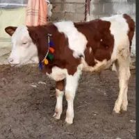 خریدار . انواع گاو گوساله گوشتی قصابی