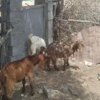 گوسفند