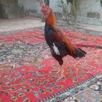 خروس لاری|حیوانات مزرعه|دینور, |دیوار