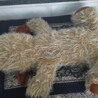 سگ عروسک