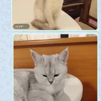 گربه نژاد بریتیش