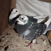 کبوتر پلاکی