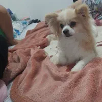 ماده پامرانین آپارتمانی|سگ|پرند, فاز ۶|دیوار