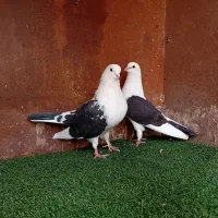 کبوتر دهن جور ( بندرگز)