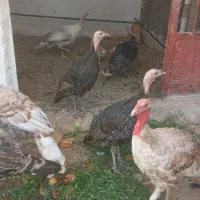 بوقلمون فروشی