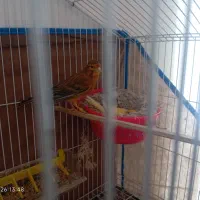 قناری روی تخم