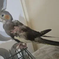 عروس هلندی|پرنده|تهران, افسریه شمالی|دیوار