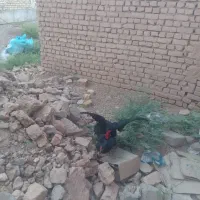 مرغ وخروس