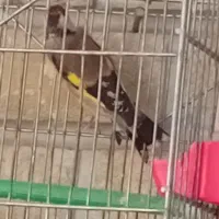 فنچ بنگالی.سهره ماده|پرنده|کرمانشاه, |دیوار