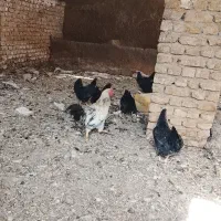 مرغ