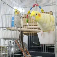 یک جفت عروس هلندی