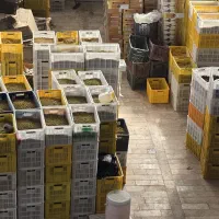 خشکبار انواع کشمش|عمدهفروشی|خلیل آباد, |دیوار