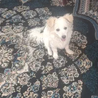 سگ پامر اشتپیز ۸ ماهه