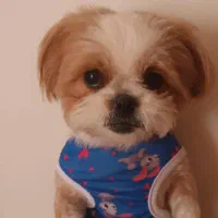 شیتزو سوپرفلت