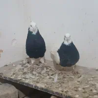 کبوتر|پرنده|اسفراین, |دیوار