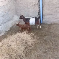 بز جوان|حیوانات مزرعه|خوشاب, |دیوار