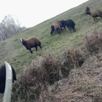 قوچ سه ساله