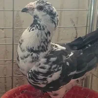نرو ماده شاه بال گلی