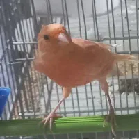 قناری . برفکی .|پرنده|ملایر, |دیوار