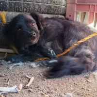 سگ پا کوتاه